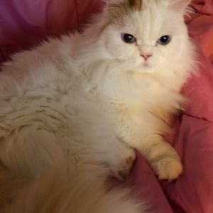 Meet your Posher, Napoleon